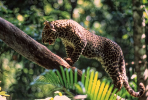 Javan-Leopard